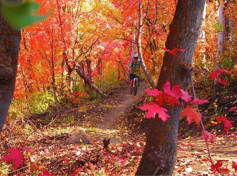 Fall Photo Rachel Sharwell