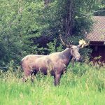 Copper Moose Farm