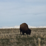 Buffalo on Antelope Island