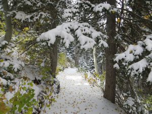midmountain-trail-fall-snow